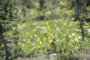 Field Of Glacier Lilies