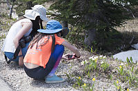 Kids Photographing Roadside Alpine Flowers