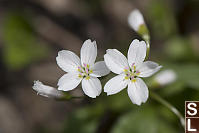 Lanceleaf Spring Beauty