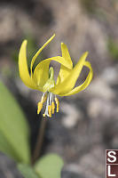 Single Glacier Lily Flower