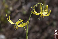 Two Flower Glacier Lily