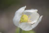 White Pasqueflower Single Flower