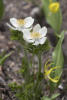 White Pasqueflower With Glacier Lilies