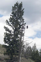 Bald Eagle Watching Us