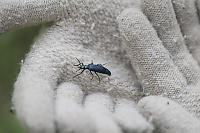Blister Beetle On Gloves