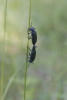 Blister Beetles On Grass