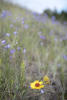 Common Gaillardia In Front Of Common Harebell