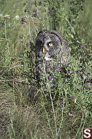 Great Grey Owl On Ground