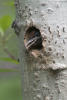 Red Naped Sapsucker Chick