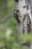 Red Naped Sapsucker