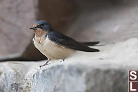 Barn Swallow On Stonework