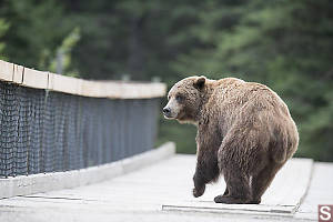 Bear Checking If He Is Being Followed