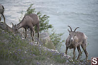 Bighorn Sheep Eating Riverside