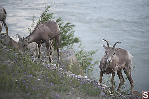 Bighorn Sheep Eating Riverside