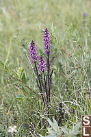 Elephants Head Lousewort