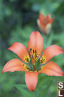Front And Back Wood Lily