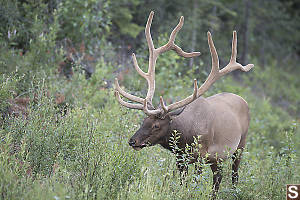 Male Elk Eating