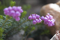 Pink Heather Growing Between Rocks