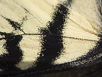 Scales On Butterfly Wing