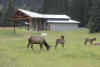 This Years Elk Calves