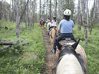 Walking In Aspen Forest