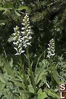 White Bog Orchid