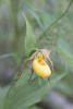 Yellow Lady Slipper Orchid