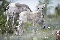 Young Bighorn Sheep With Mom Eating