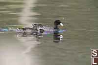 American Coot With Juvinile