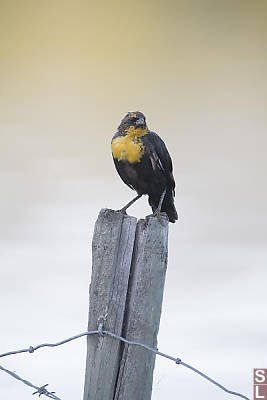 Juvinile Yellow Headed Blackbird