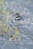 Killdeer