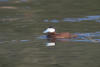 Ruddy Duck