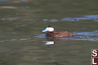 Ruddy Duck