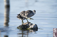 Two Juvinile American Coot