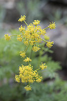 Brandegees Desert Parsley