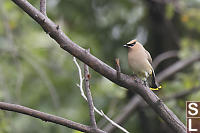 Cedar Waxwing In Tree