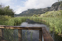 Reed Bed From Boardwalk