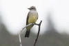 Western Kingbird