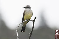 Western Kingbird