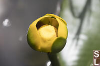 Western Yellow Pond Lily Flower