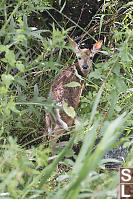 Wet Fawn In Undergrowth