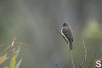 Willow Flycatcher