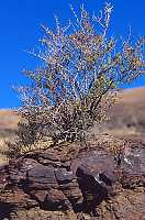 Shrub On Rock