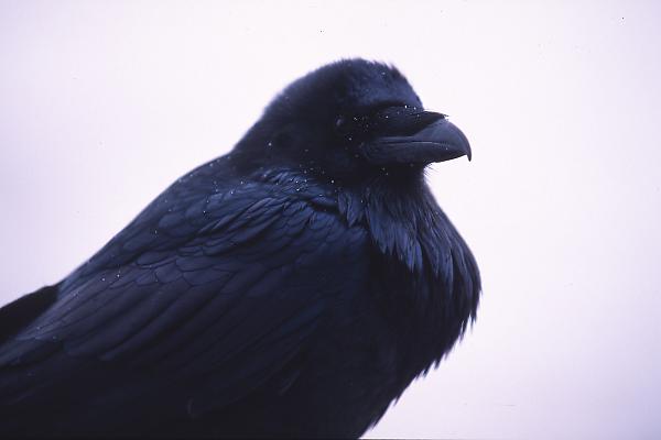 Raven Looking Aside