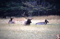 3 Elk On Golf Course