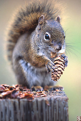 Front Profile Squirrel