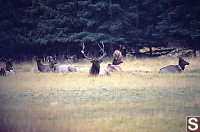 Herd Of Elk On Golf Course