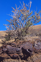 Shrub On Rock