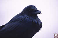 Raven Looking Aside