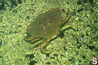 Dungeness Crab